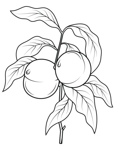 Peach Tree Branch Coloring Page